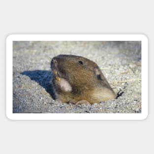 Pocket gopher Sticker